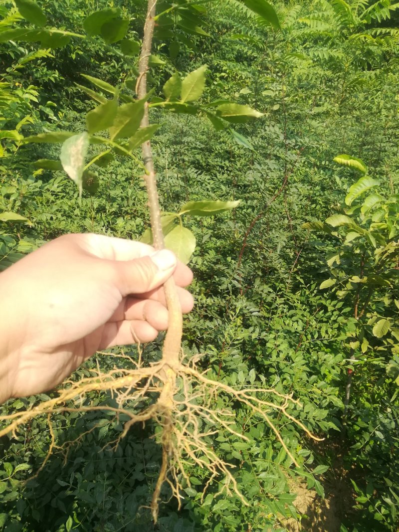 大红袍花椒苗有现货，要的可以联系我