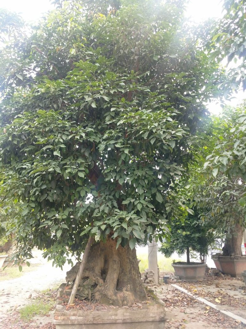 秋枫桩