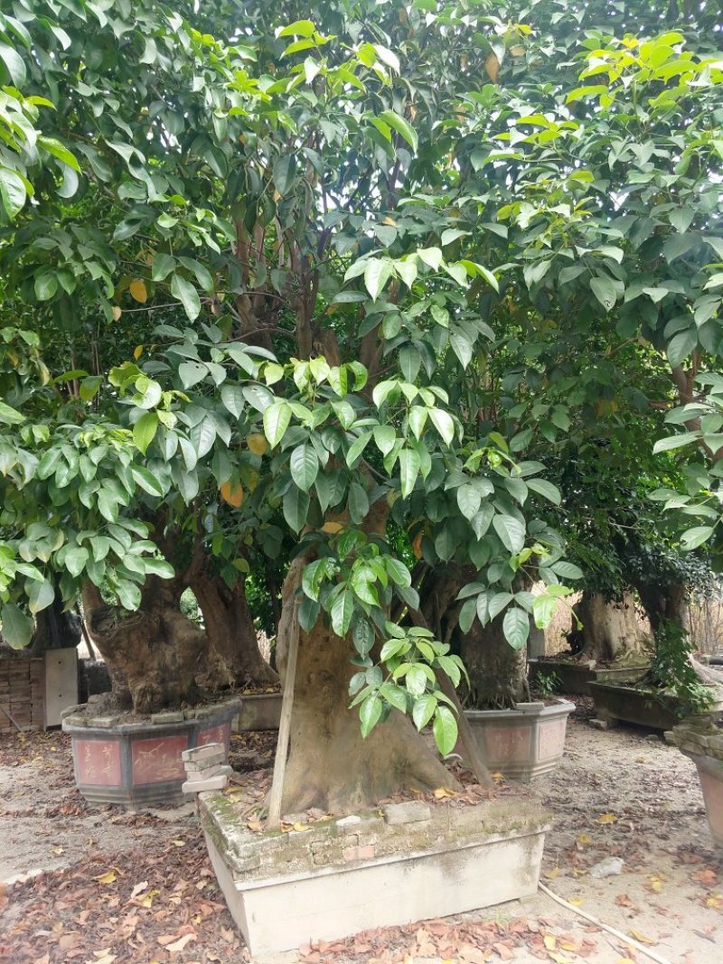 秋枫桩