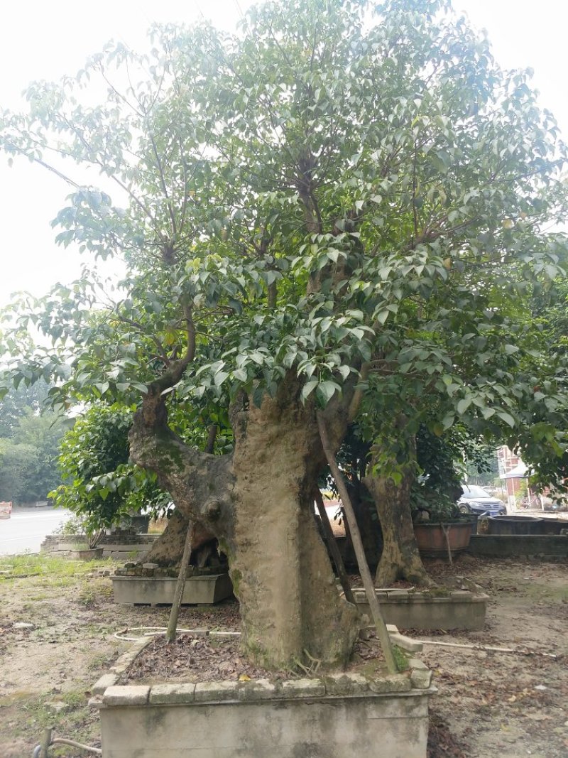 秋枫桩