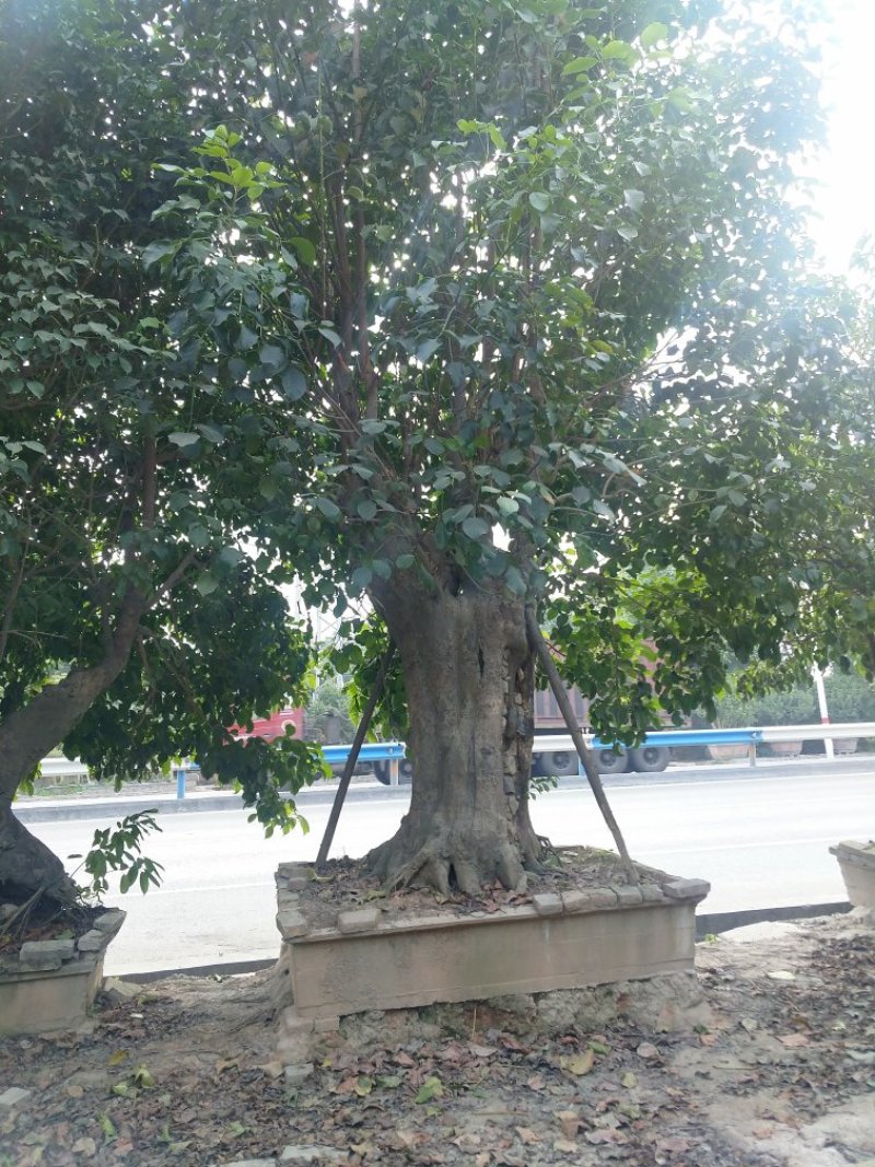 秋枫桩