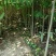 红油香椿树