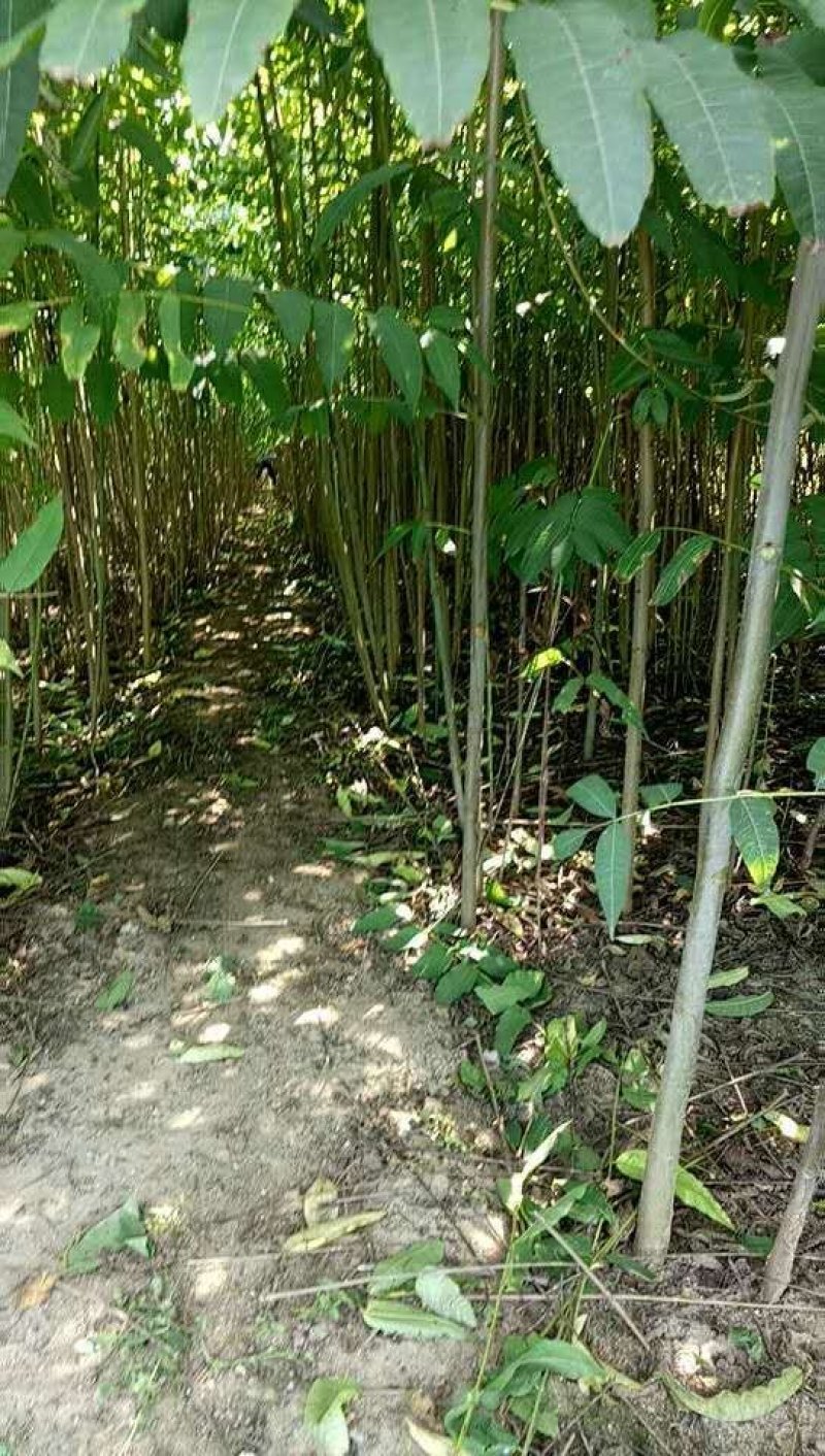 红油香椿树