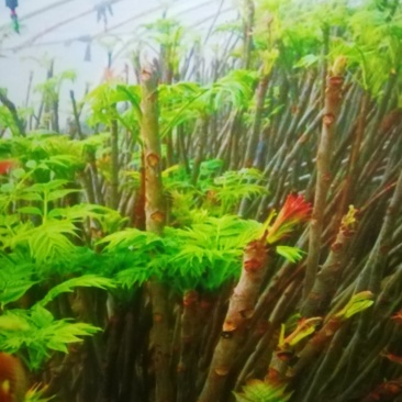 红油香椿树
