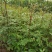 花椒苗__凤椒苗