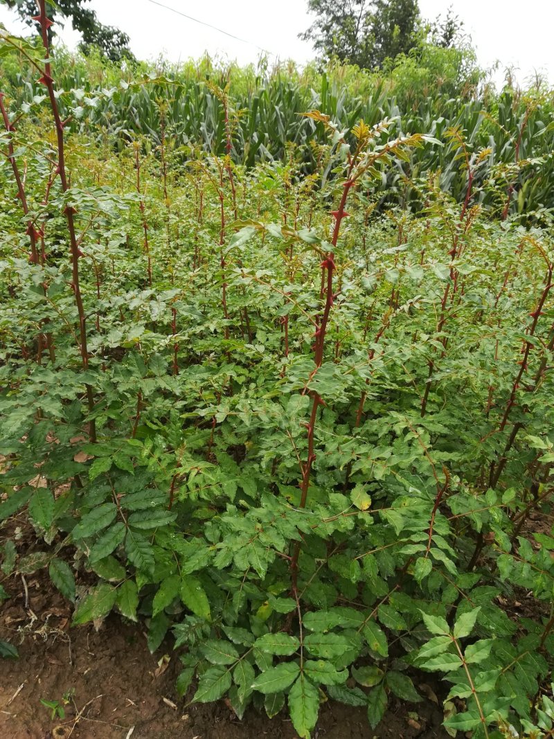 花椒苗__凤椒苗