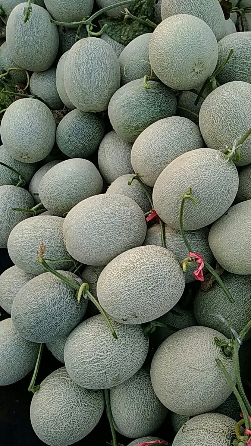 网纹瓜
