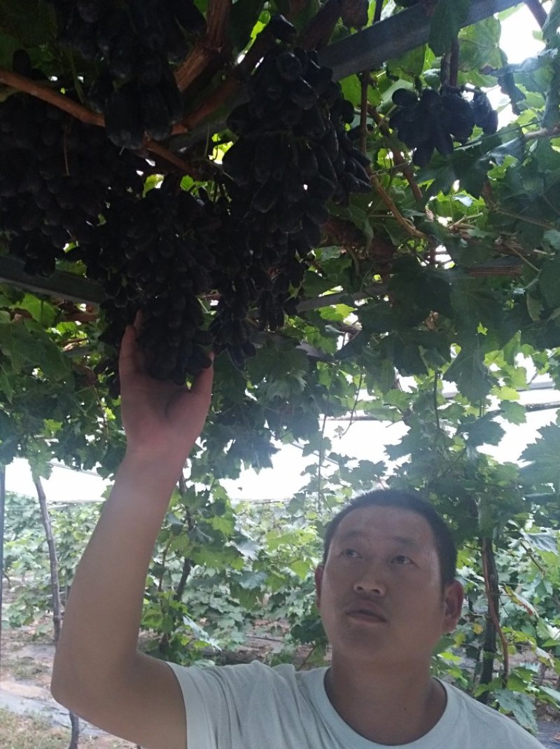 甜蜜蓝宝石葡萄苗甜度24以上