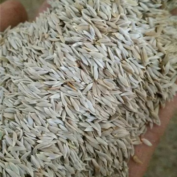 生菜子白生菜子白巨胜药用