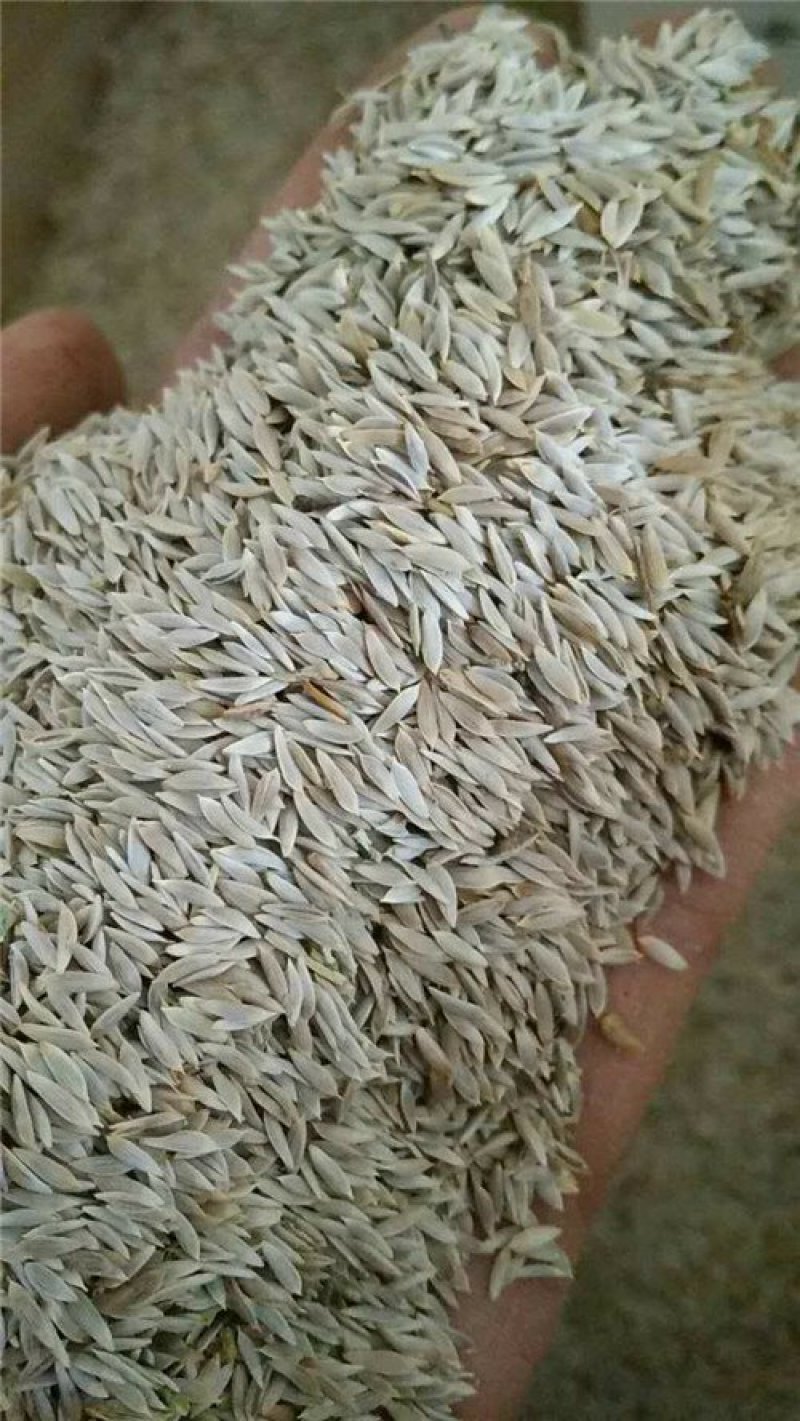 生菜子白生菜子白巨胜药用