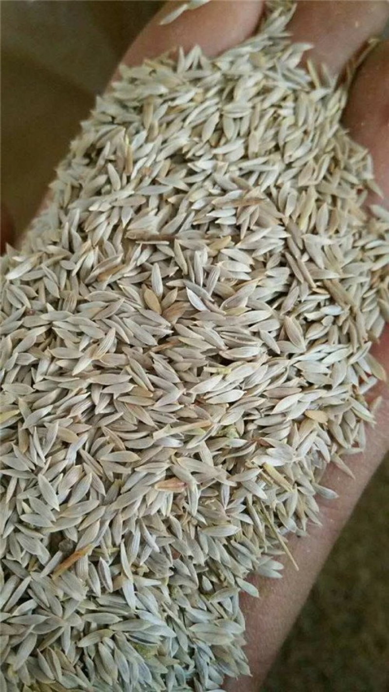 生菜子白生菜子白巨胜药用