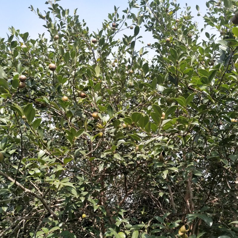 大别山将军县油茶果