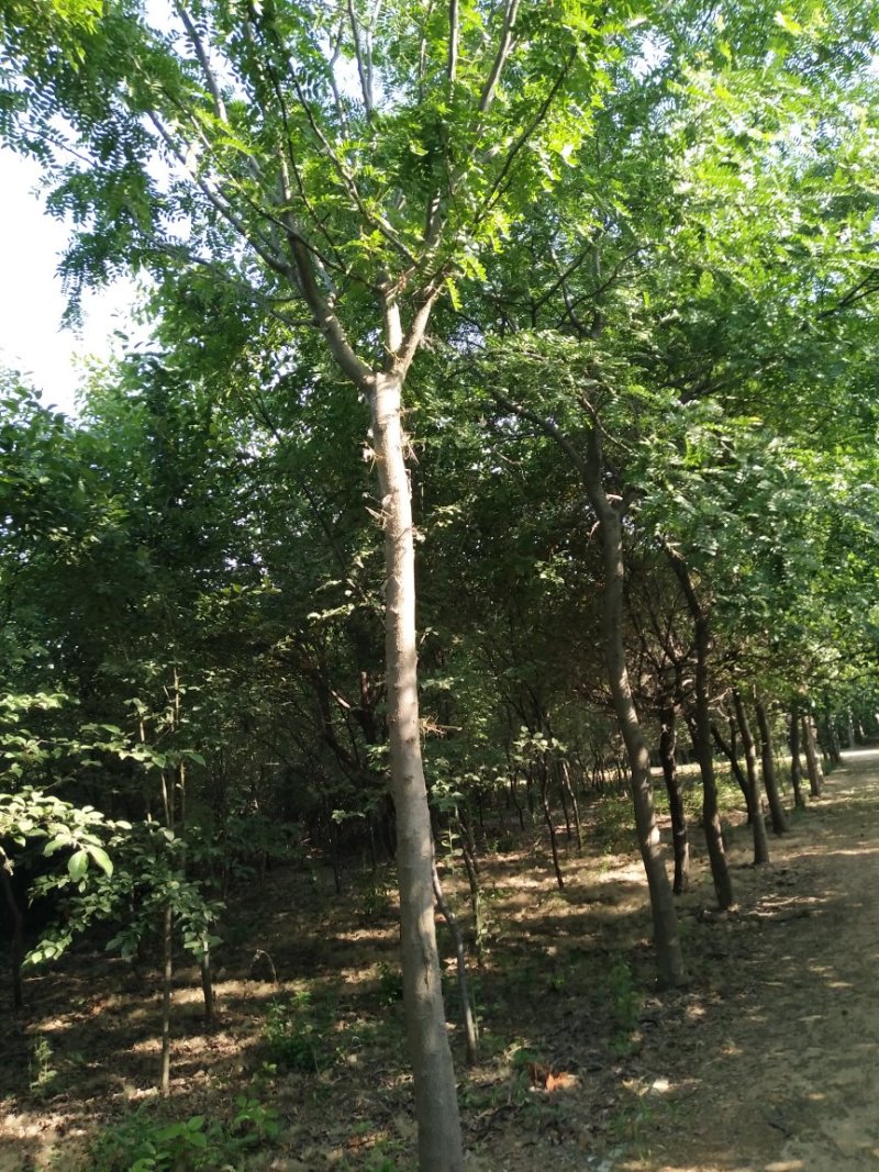 栾树