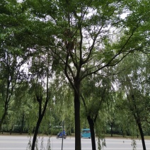 栾树