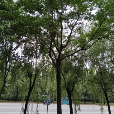 栾树