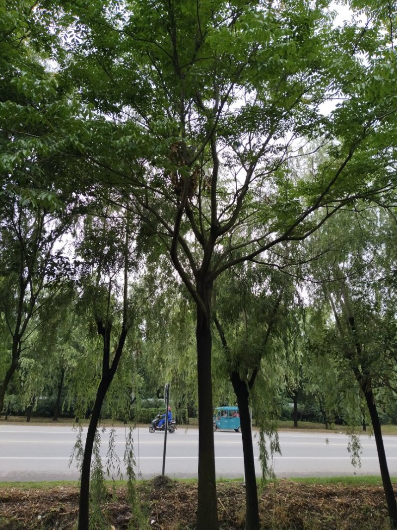 栾树