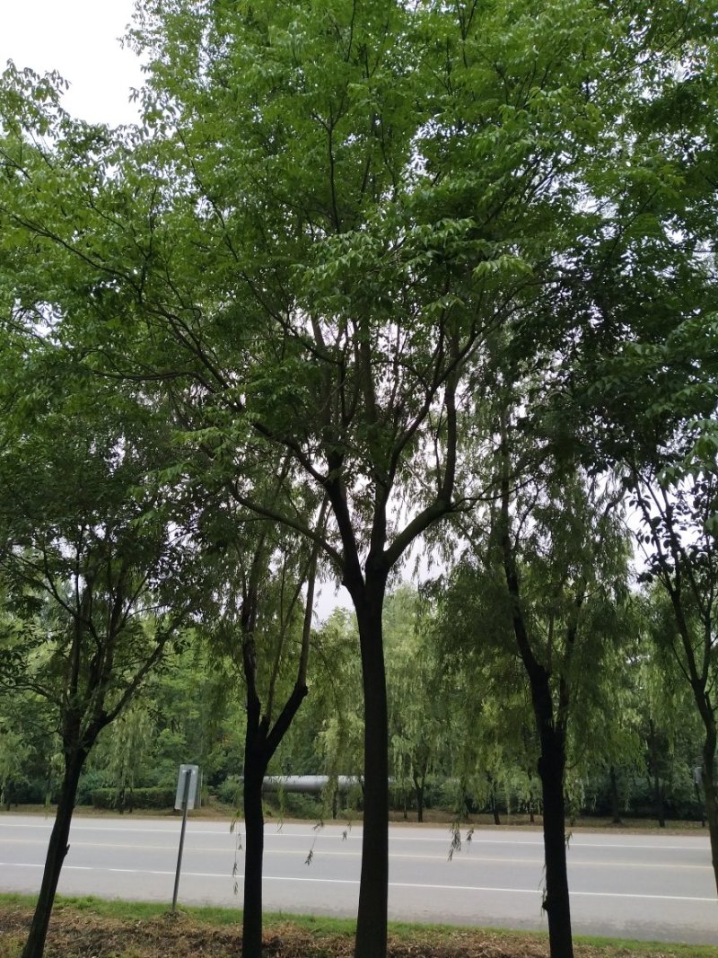栾树