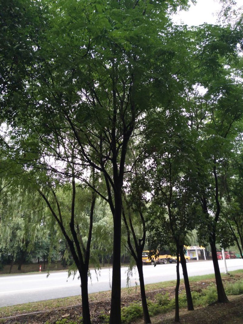 栾树