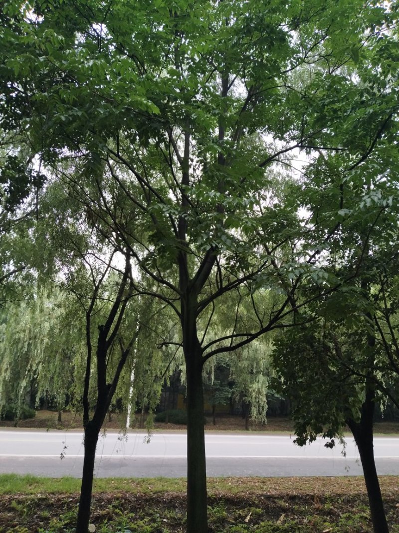 栾树