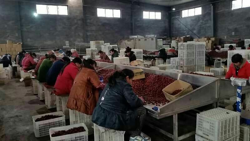 新疆红枣厂家直供一手货源大量批发，货源充足