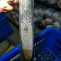 羊肚菌种，一级试管种，高产田选育种菇分离，活性强，产量高