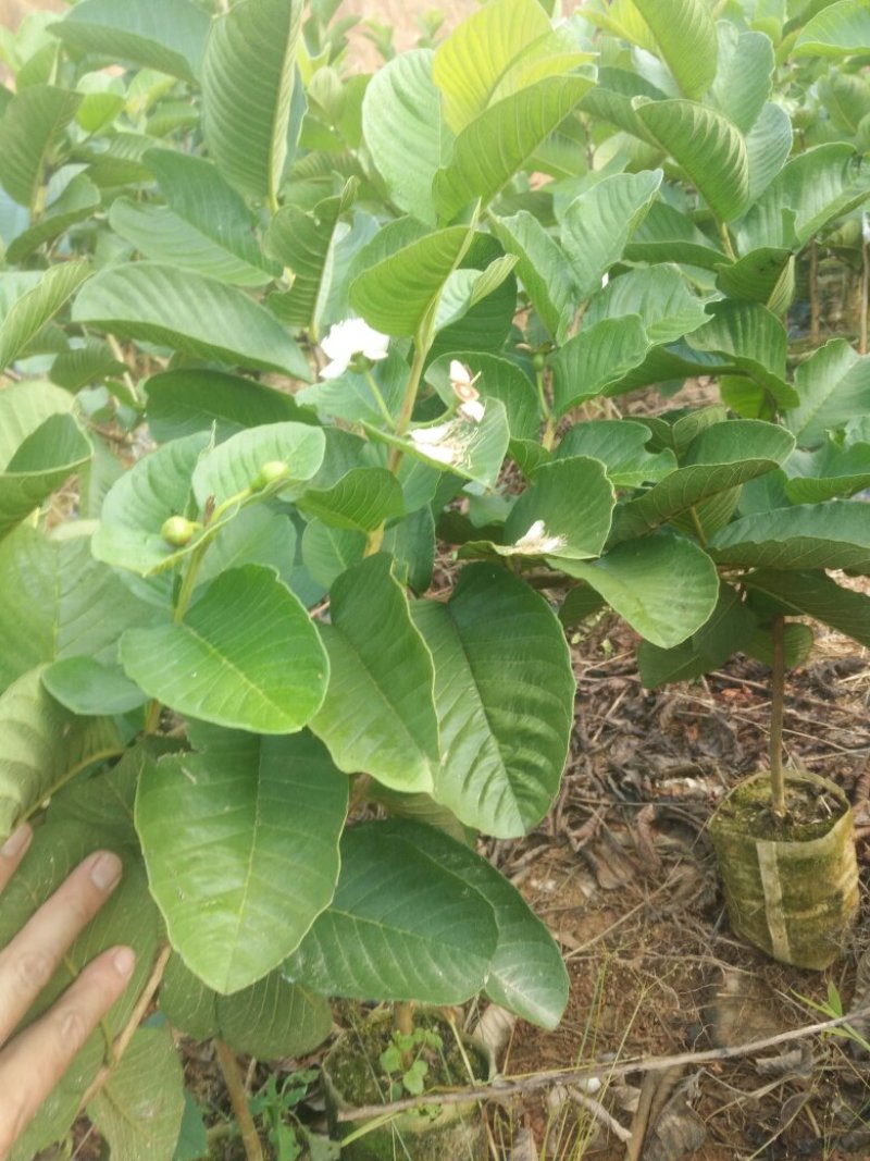 红宝石番石榴苗
