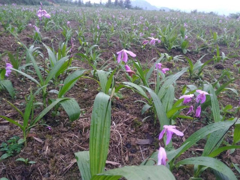 白芨块茎种苗