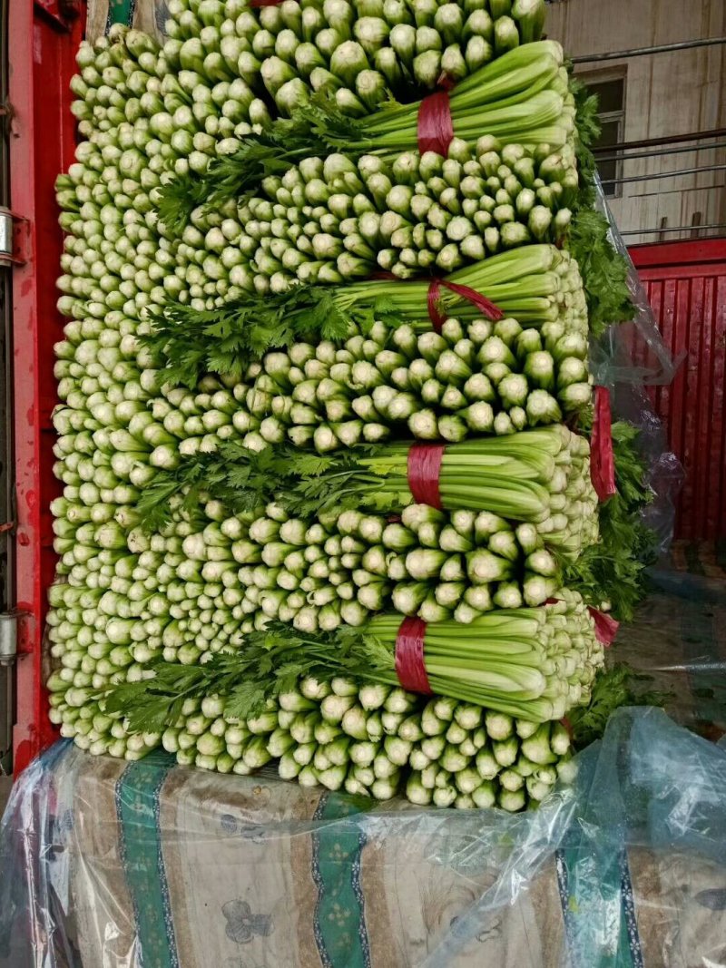 精品芹菜精品西芹精品