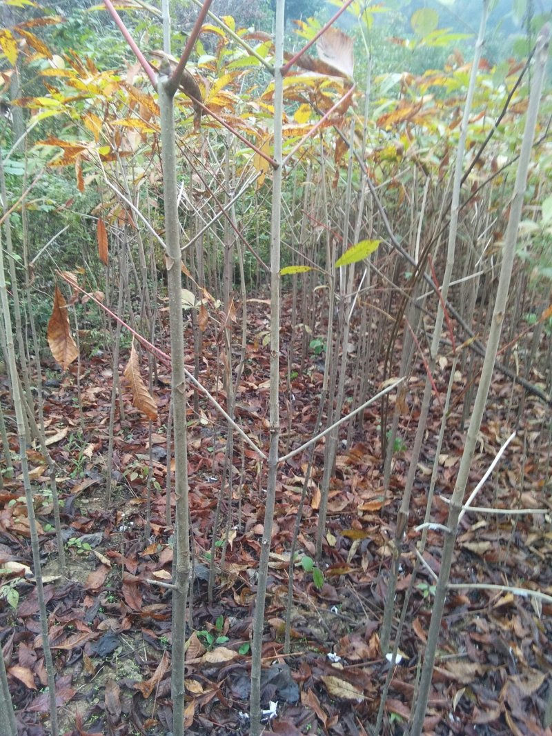 七叶树苗