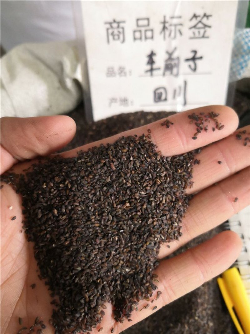 车前子