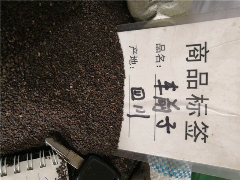 车前子