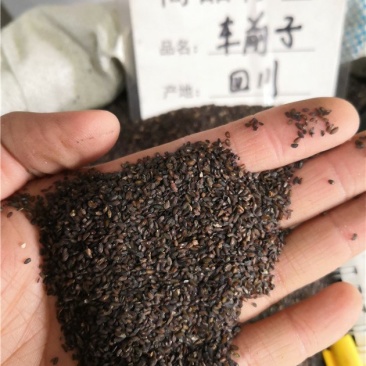 车前子