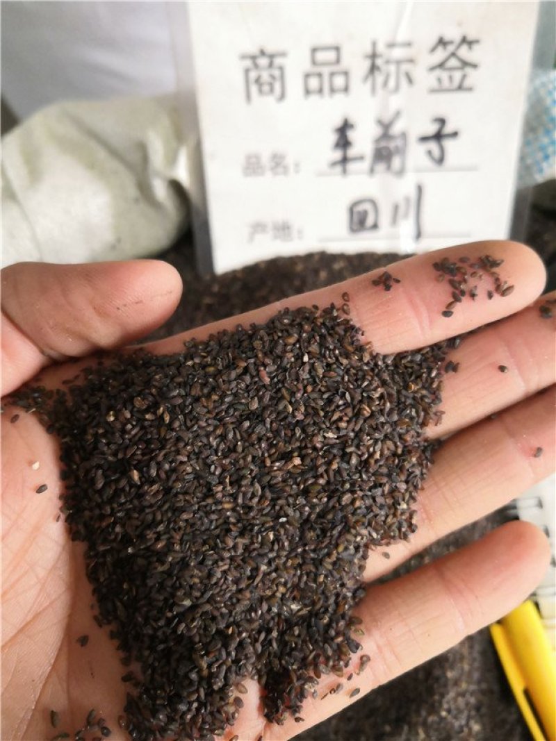 车前子