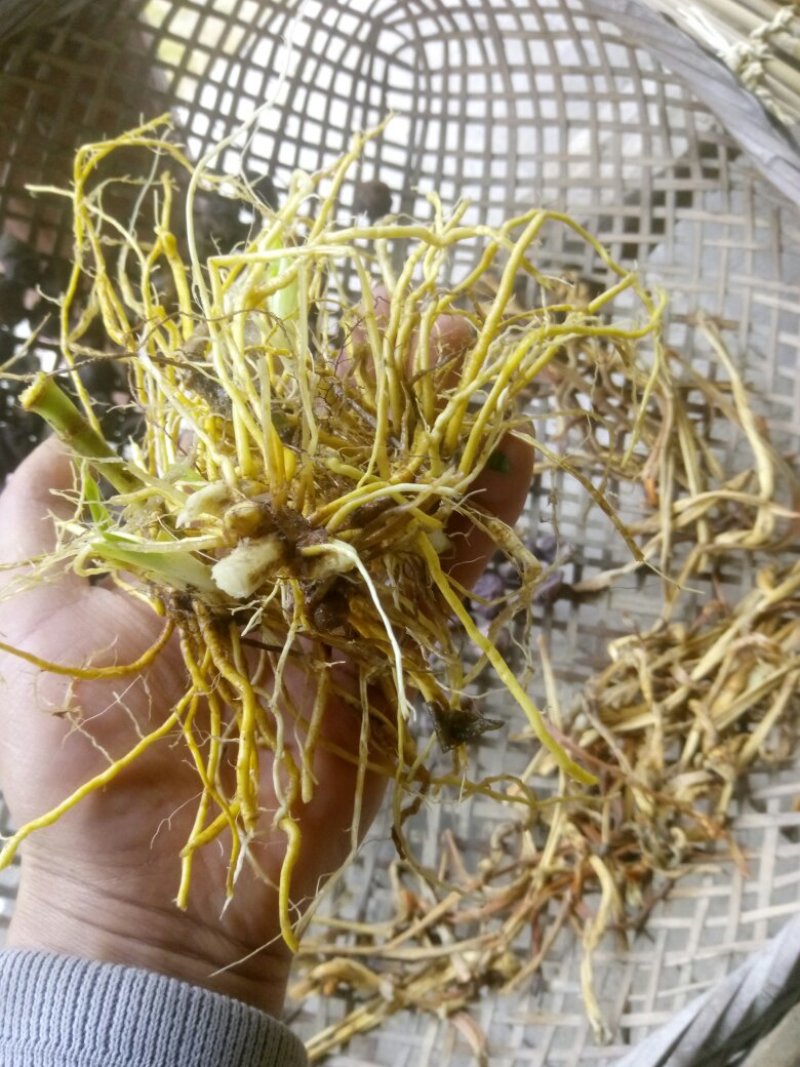 射干陕西秦岭野生天然无硫干快递包邮现货