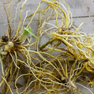 射干陕西秦岭野生天然无硫干快递包邮现货