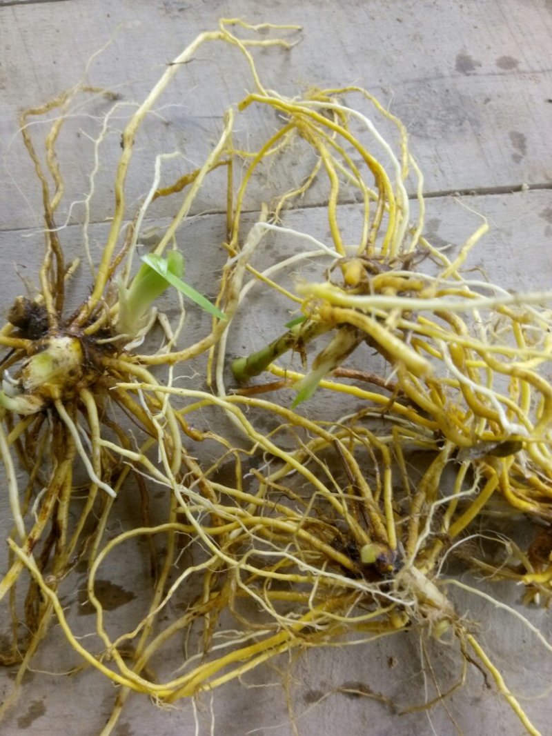 射干陕西秦岭野生天然无硫干快递包邮现货