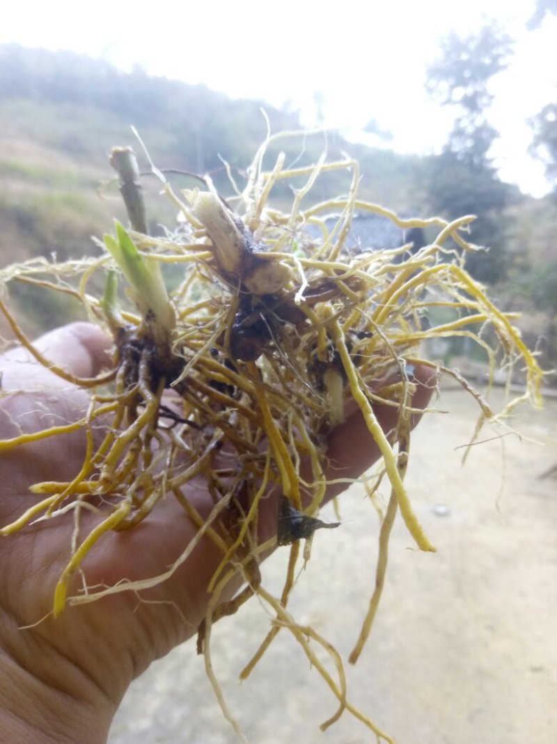 射干陕西秦岭野生天然无硫干快递包邮现货