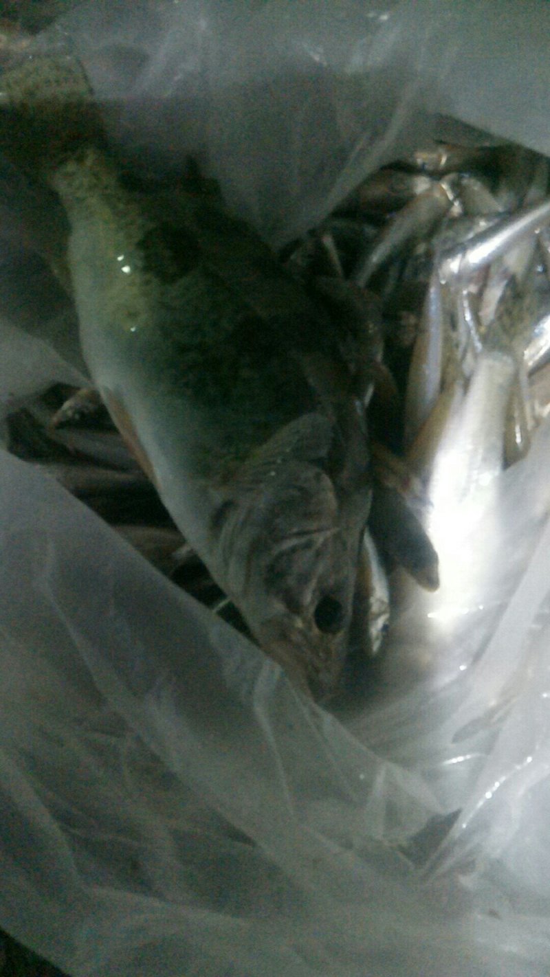 沙塘澧小桂鱼