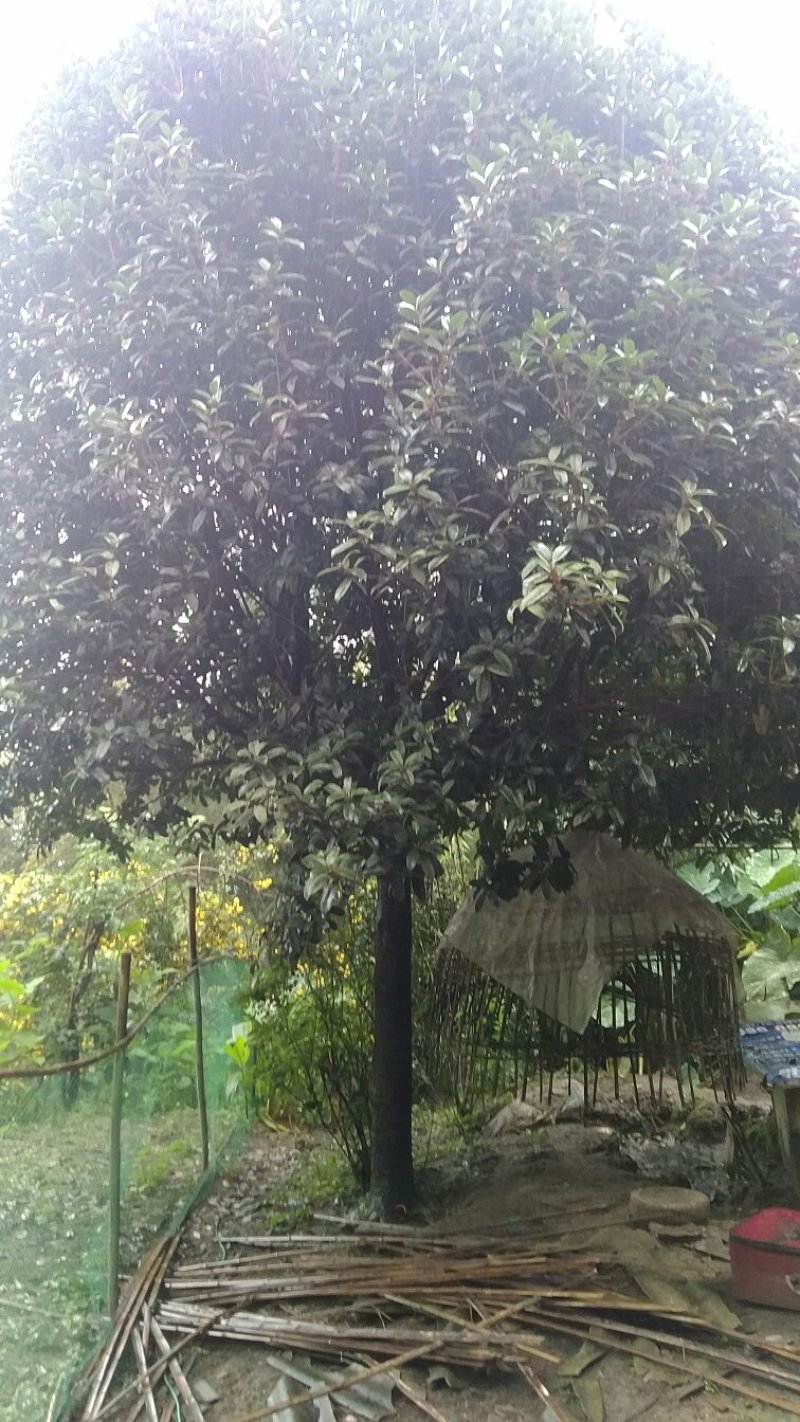 桂花树出售