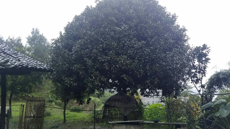 桂花树出售