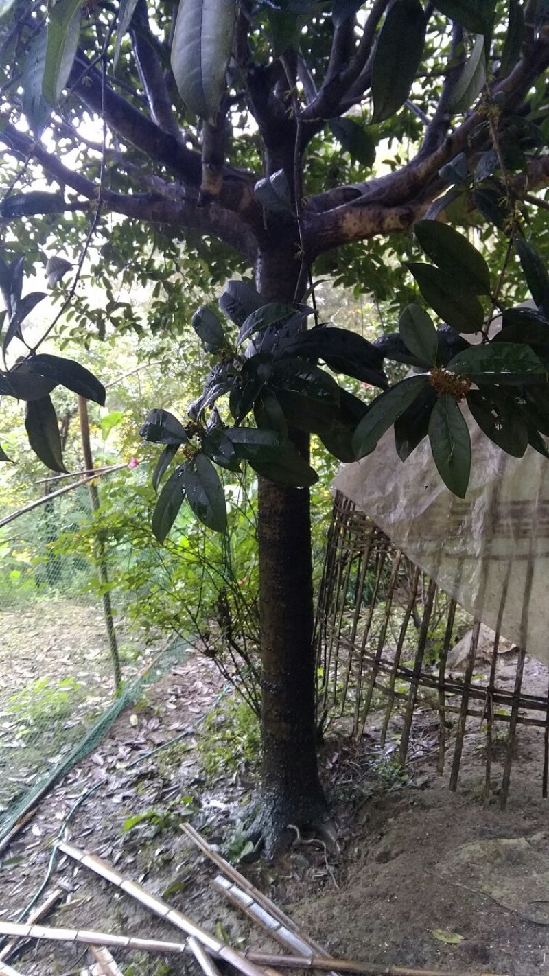 桂花树出售