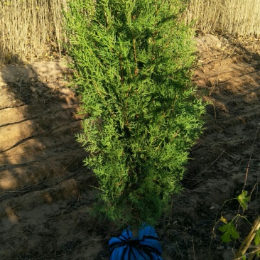 侧柏树苗，精品苗木，免费提供种植技术，成活率高，规格齐全