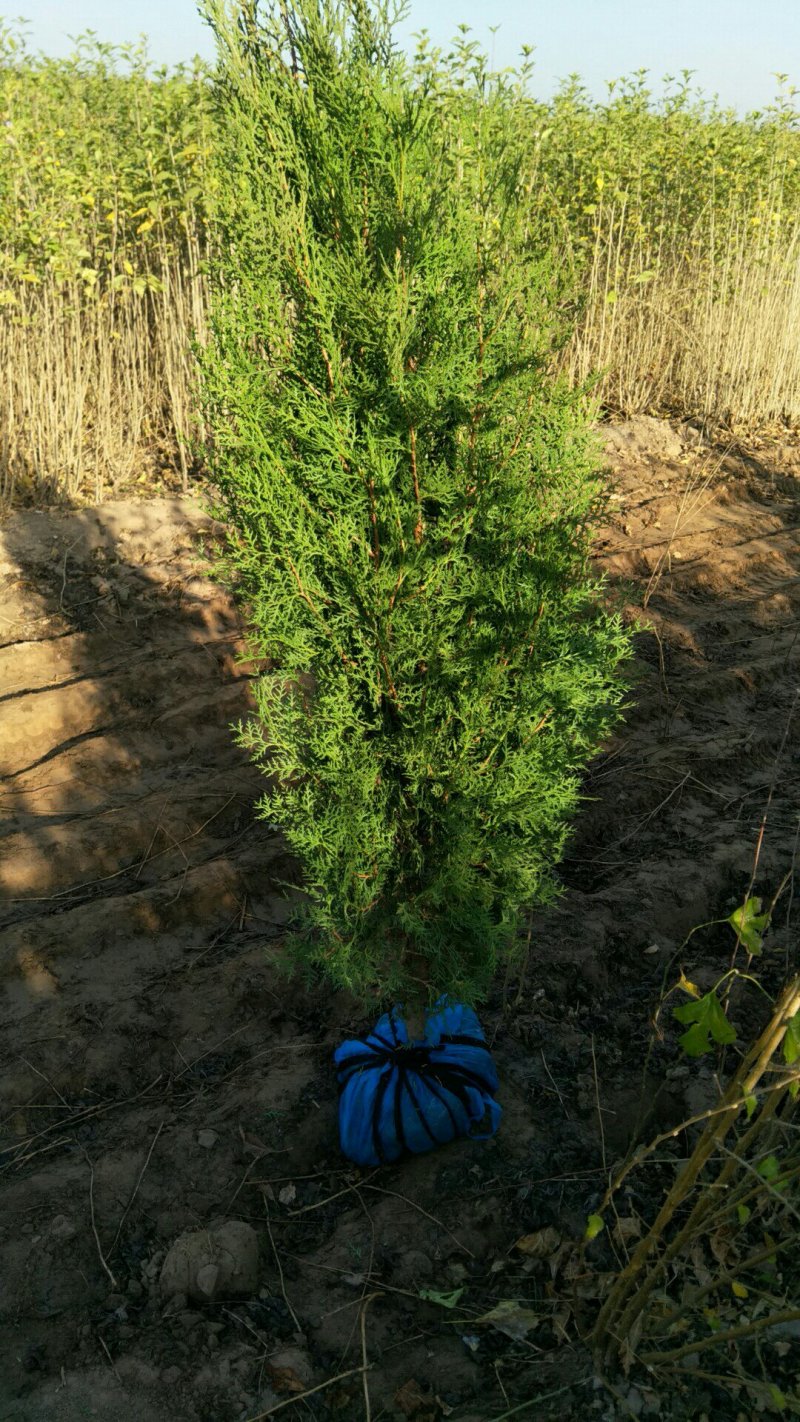 侧柏树苗，精品苗木，免费提供种植技术，成活率高，规格齐全
