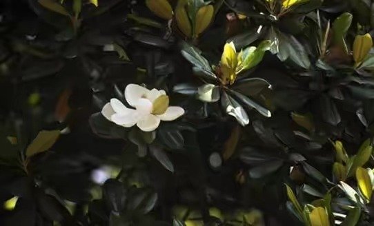金镶玉兰花盛开图