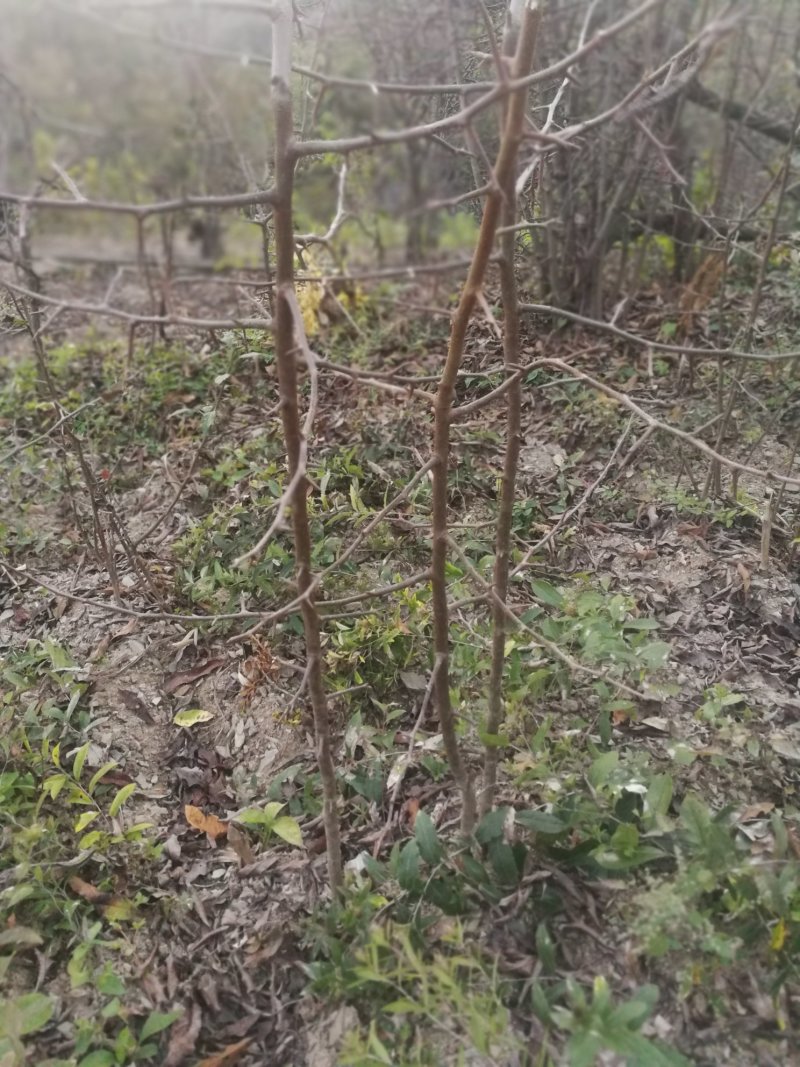 皱皮木瓜药用皱木瓜太阳嗮干无霉变无虫蛀十成干规格四开两开