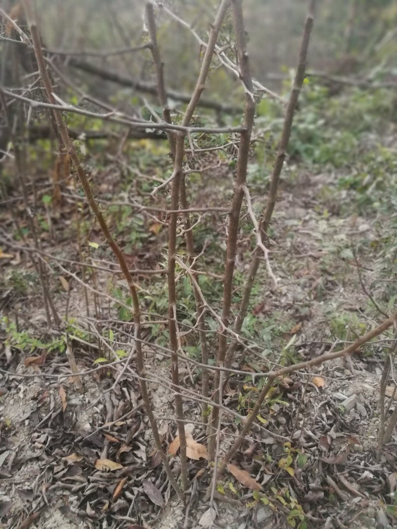 皱皮木瓜药用皱木瓜太阳嗮干无霉变无虫蛀十成干规格四开两开