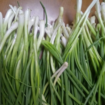 香葱小葱35~40cm