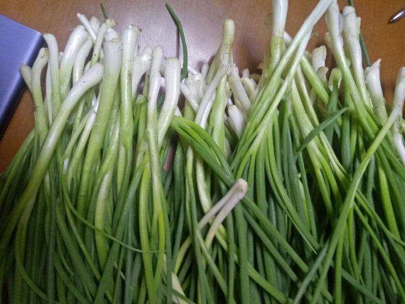香葱小葱35~40cm