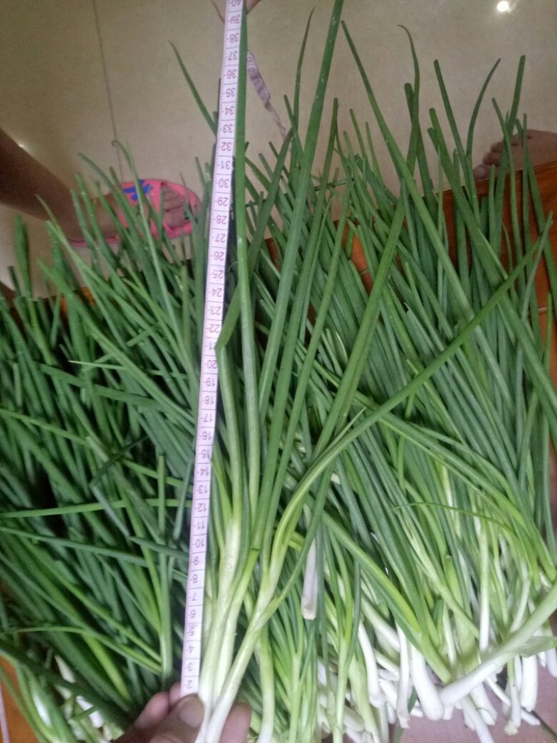 香葱小葱35~40cm