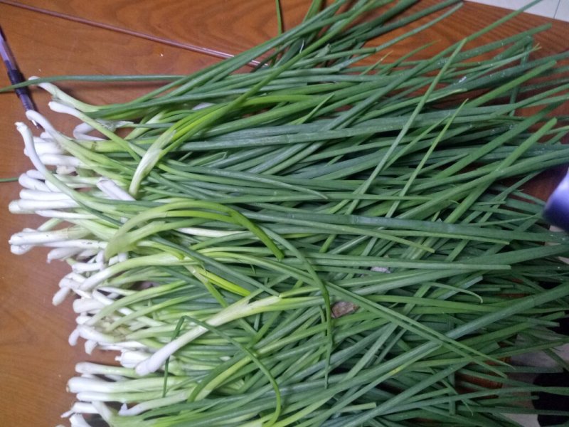 香葱小葱35~40cm